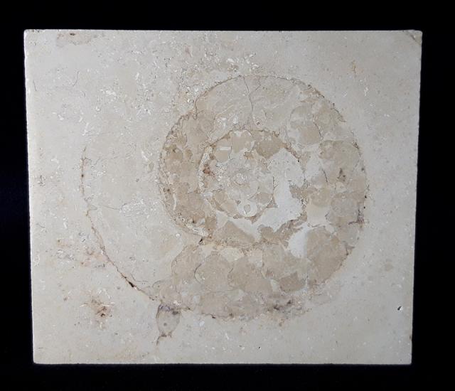 Aulacostephanus sp. (SUTNER & POMPECKJ in TORNQUIST 1896) - Bild © FossNet FossilienStore